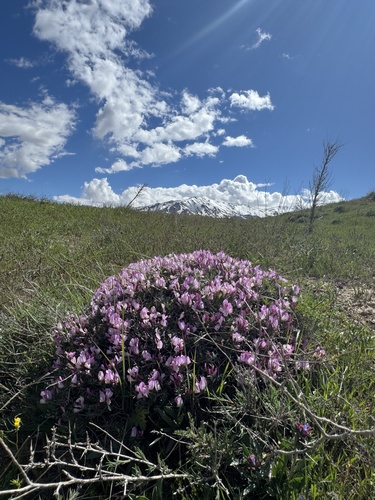 horned sainfoin