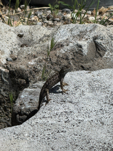 iNaturalist observation photo of Western Fence Lizard