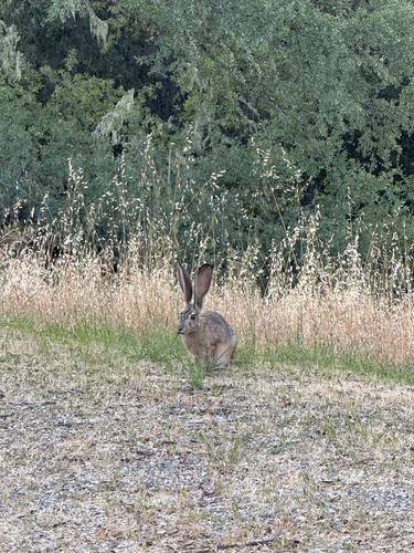 iNaturalist observation photo of Black-tailed Jackrabbit
