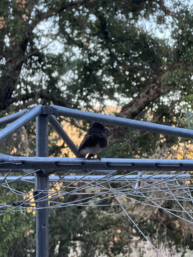 iNaturalist observation photo of Black Phoebe