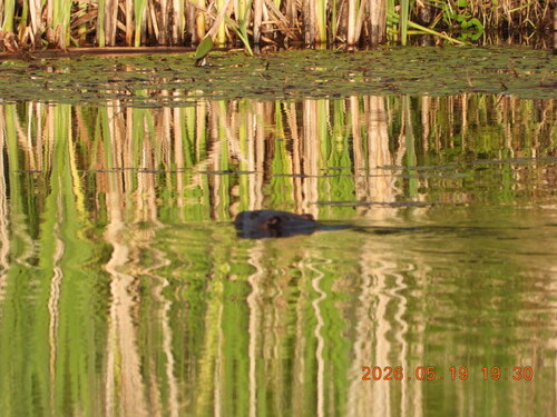 animal observation 2