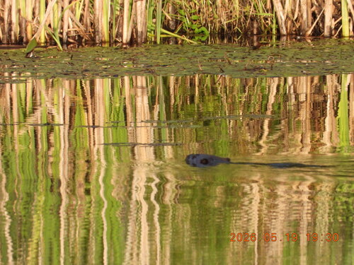animal observation 3