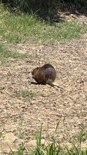 Coypu