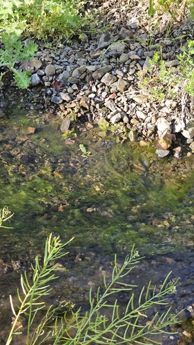 iNaturalist observation photo of Pacific chorus frog