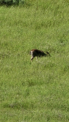 iNaturalist observation photo of Columbian Black-tailed Deer