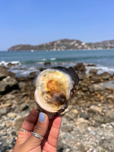 Stone Oyster (Striostrea prismatica)