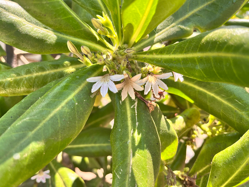 beach naupaka (Scaevola taccada)