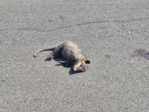 Virginia Opossum