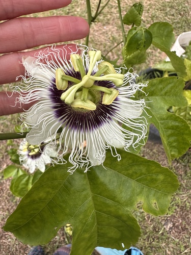 common passionfruit
