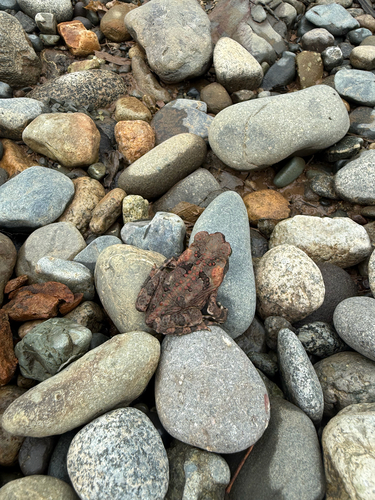 Cane Toad