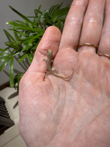 Asian House Gecko