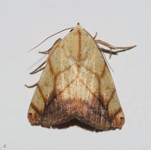 Transverse moth