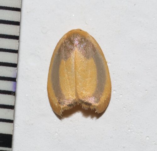 Trischalis absconditana