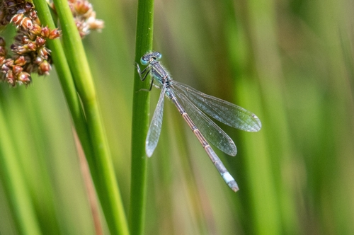 Iberian Bluetail