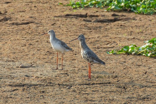 Spotted Redshank