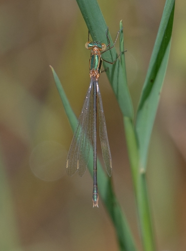 Migrant Spreadwing