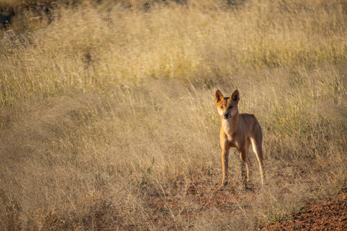 Dingo