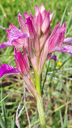 Pink-butterfly Orchid
