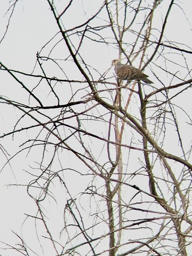 Oriental Turtle-Dove