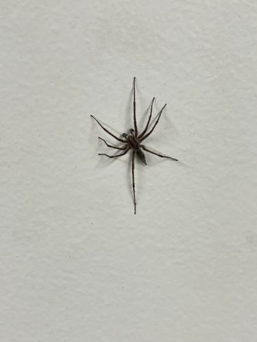 Grass Spiders