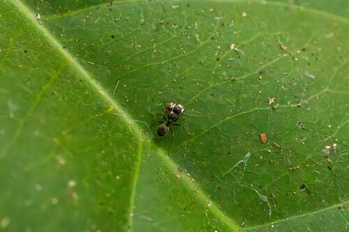Cocoa Black Ant