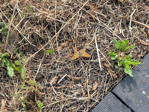 Queen of Spain Fritillary