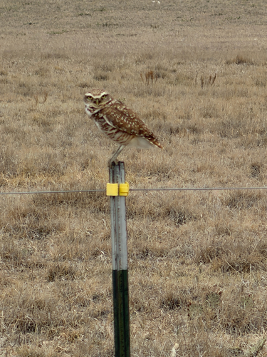 Burrowing Owl