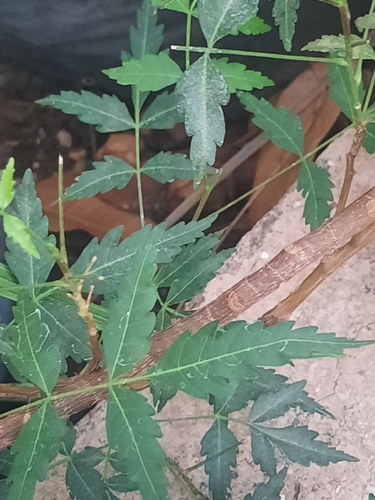 Neem