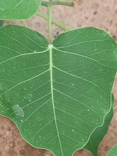 Sacred fig