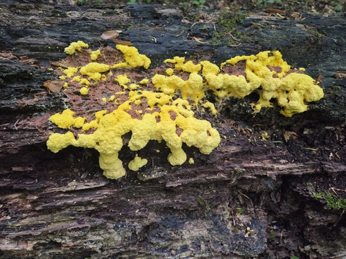 Dog Vomit Slime Mold