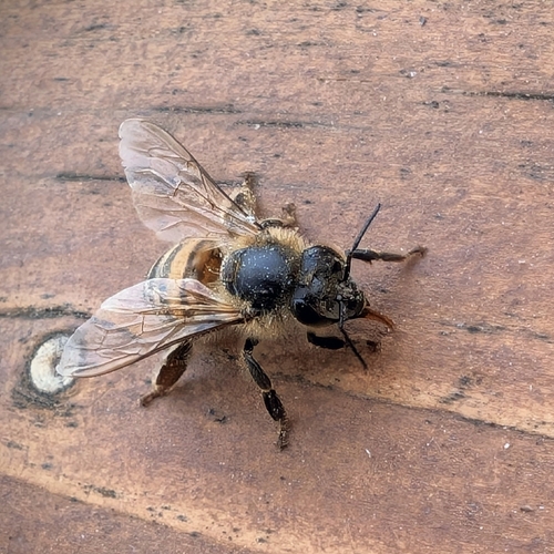 Western Honey Bee