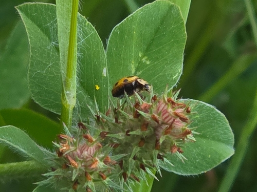 Fourteen-spotted Lady Beetle