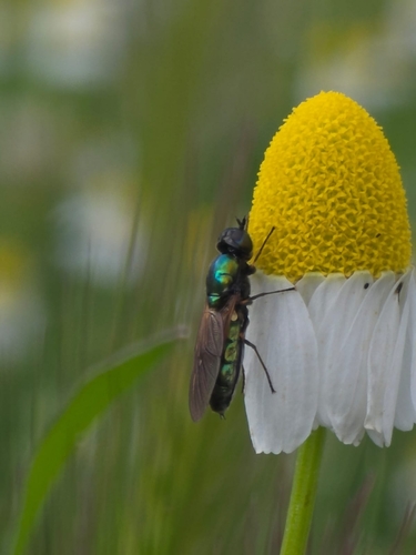 Broad Centurion Fly