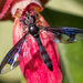 Dusky-winged Hover Fly - Photo (c) Joshua Lincoln, all rights reserved, uploaded by Joshua Lincoln