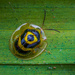 Ringed Tortoise Beetle - Photo (c) Laurent Hesemans, all rights reserved, uploaded by Laurent Hesemans