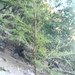 Acacia gerrardii