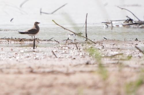 Collared Pratincole