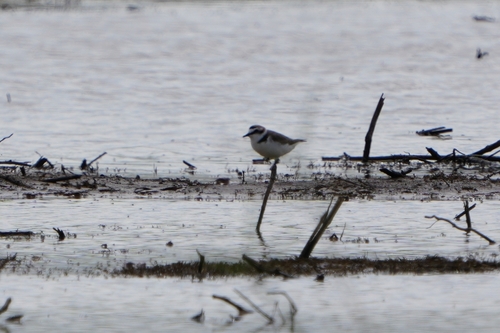 Kentish Plover