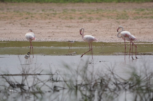 Greater Flamingo