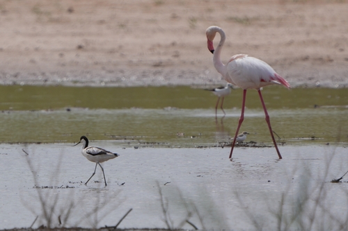 Pied Avocet