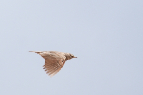 Crested Lark