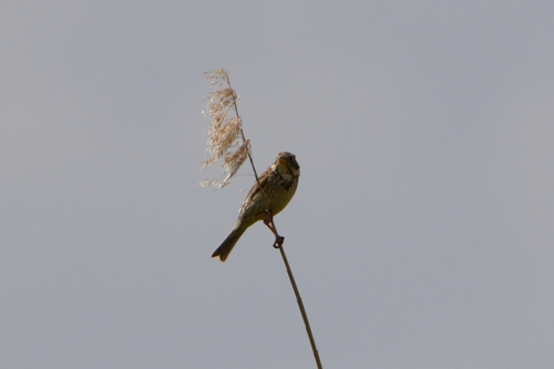 Corn Bunting