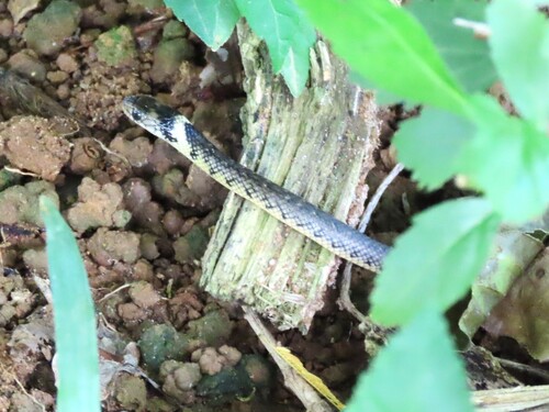 Military Ground Snake
