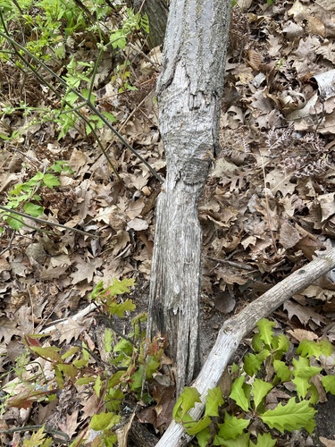 animal observation 2