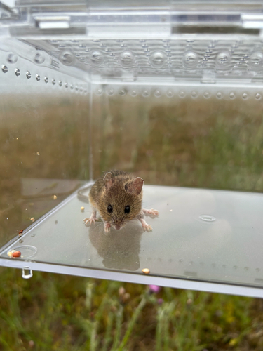 iNaturalist observation photo of Western Harvest Mouse