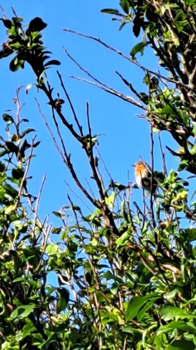 European Robin