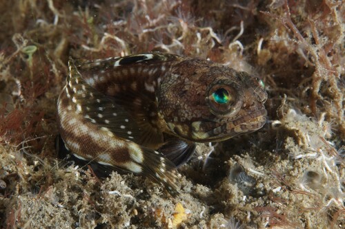 Opistognathus robinsi