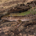 Giant Ameiva - Photo (c) Jason Penney, all rights reserved