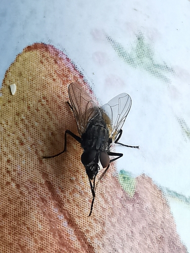 Musca