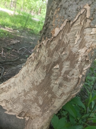 animal observation 2